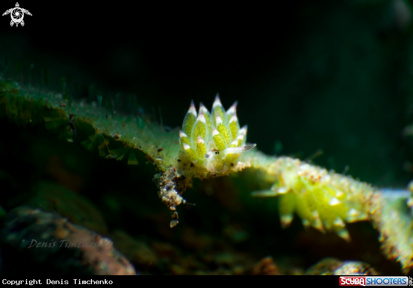 A NUDIBRANCH