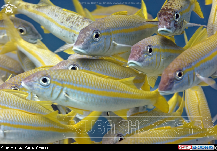 A Yellowfin Goatfish