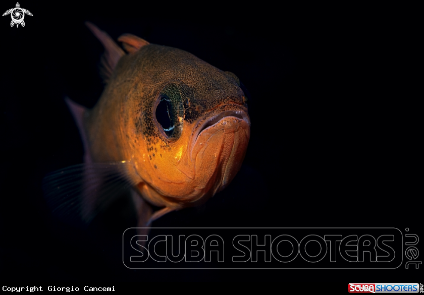 A Mediterranean Cardinalfish