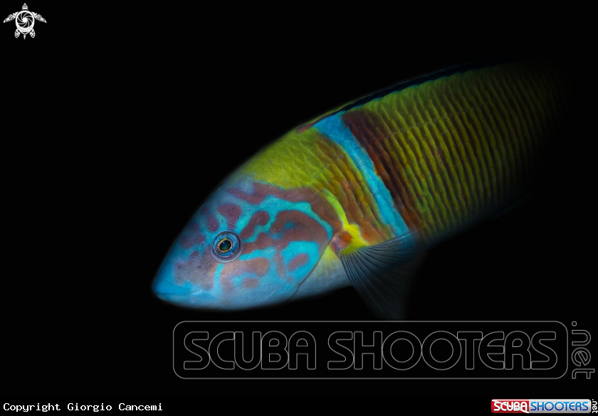 A ornate wrasse