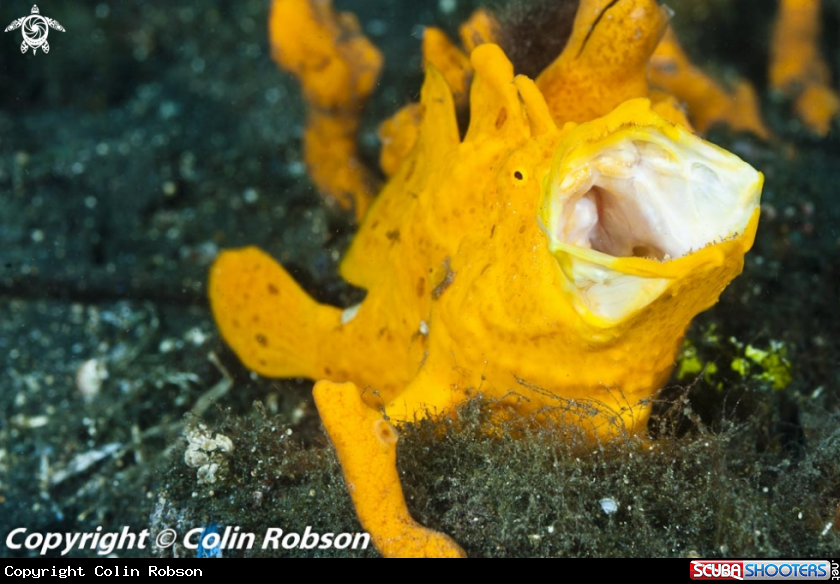 A frogfish