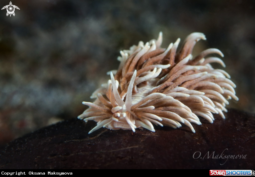 A Nudbranch Phestilla sp.