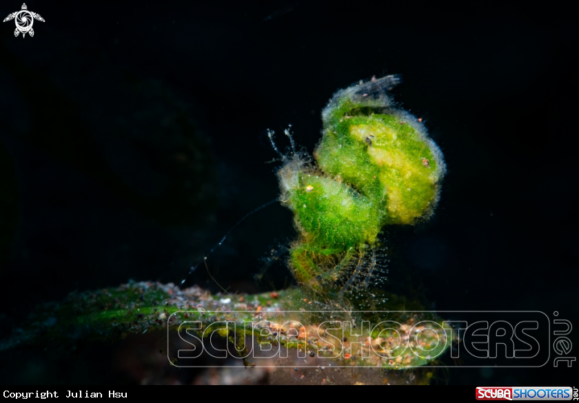 A Green Algae Shrimp