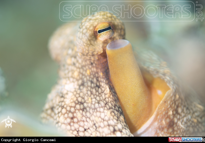 A Octopus