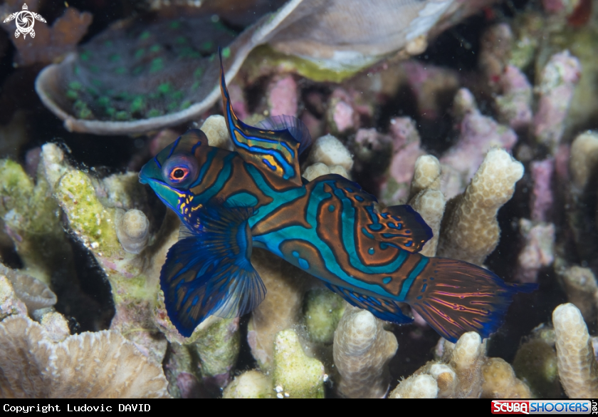 A Mandarin Fish