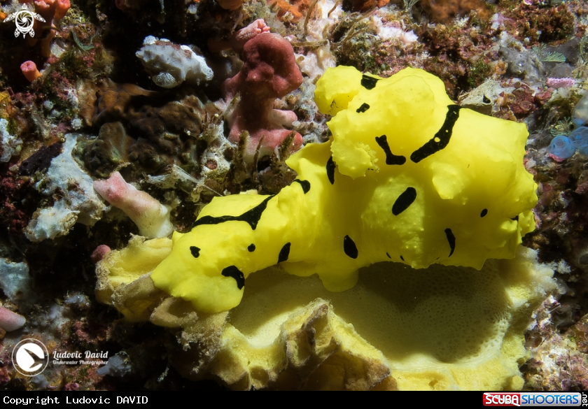 A Banana Nudibranch