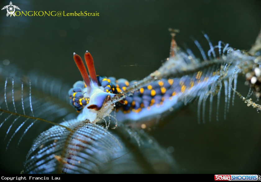 A Nudibranch