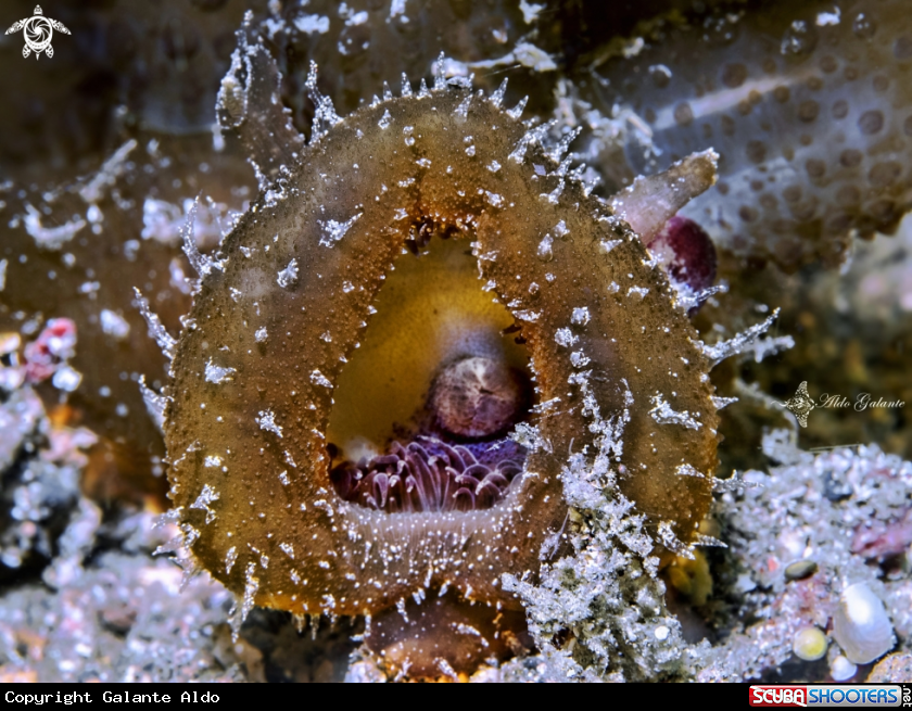 A Melibe Nudibranch