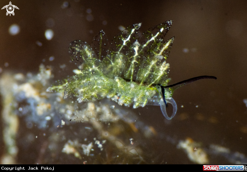 A Stilger sp.