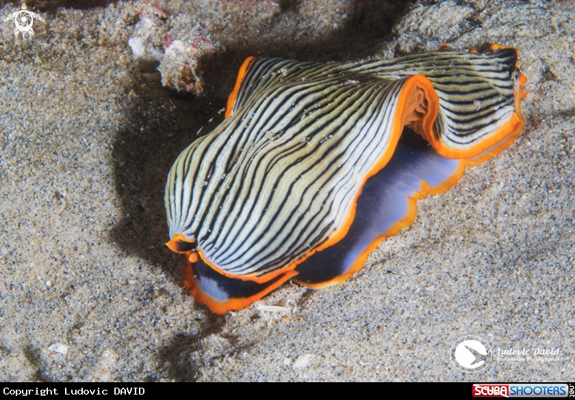 A Armina Nudibranch