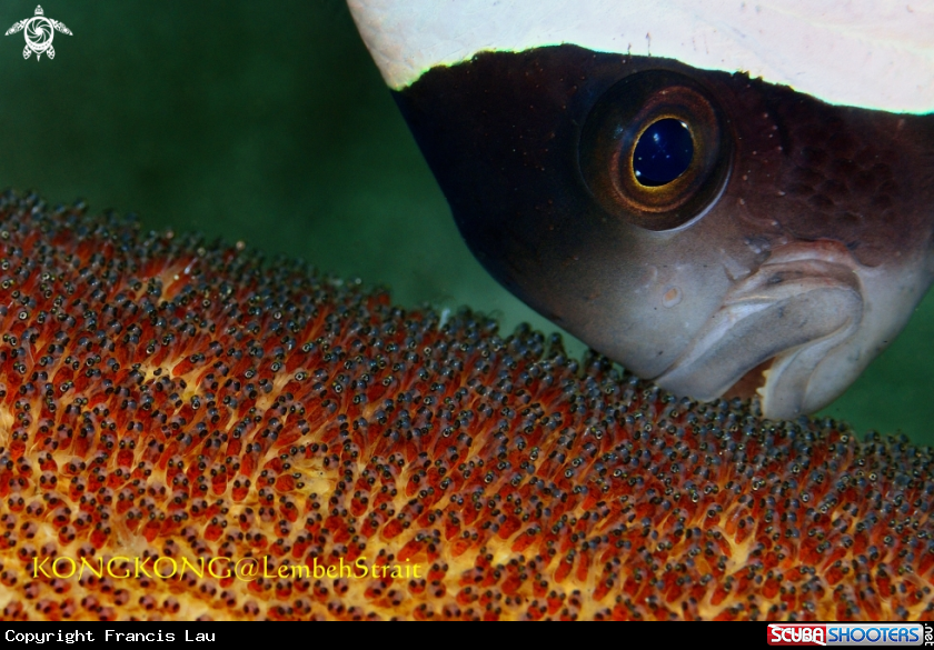 A Saddleback Anemonefish 