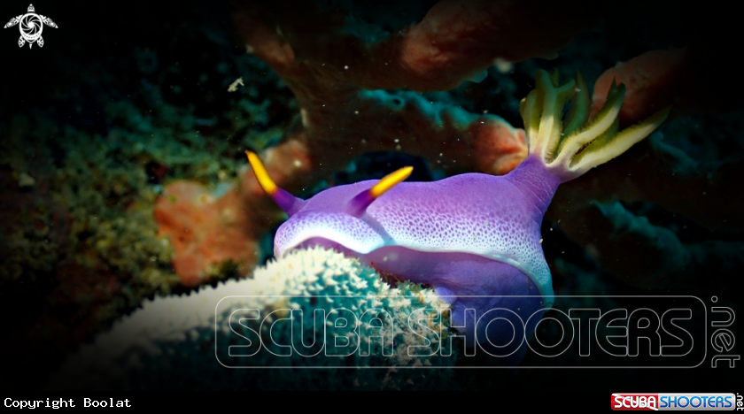 A Hypselodoris bullocki