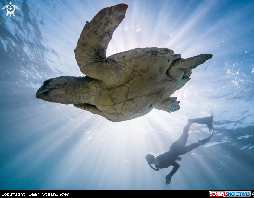A Loggerhead Turtle 