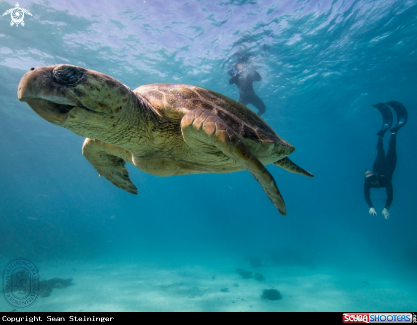 A Loggerhead Turtle 