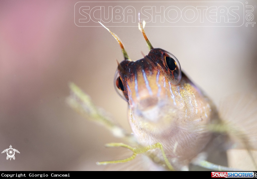 A long striped blenny