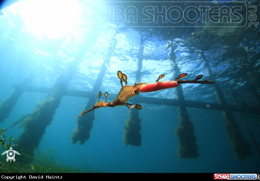 A Weedy Seadragon