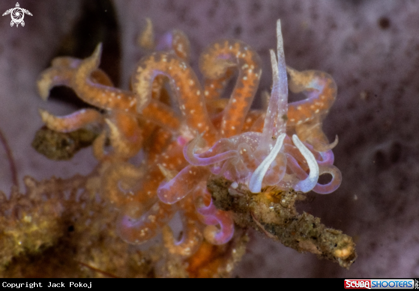 A Phyllodesmium poindimiei