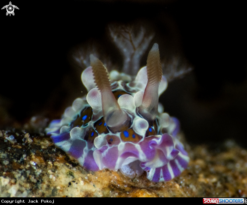 A Dendrodoris denisoni