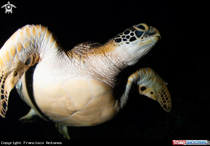 A Green turtle