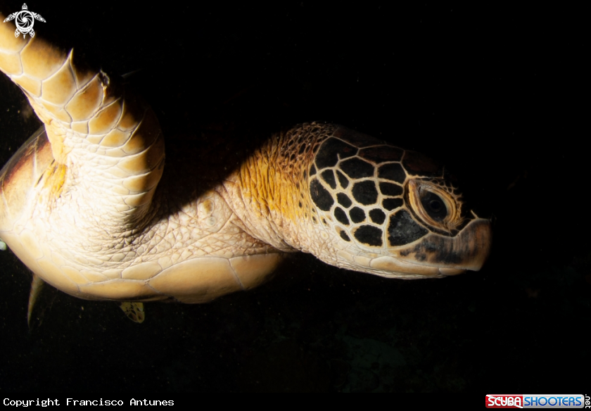 A Green turtle
