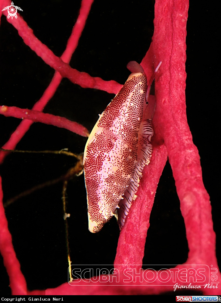 A Ciprea delle gorgonie