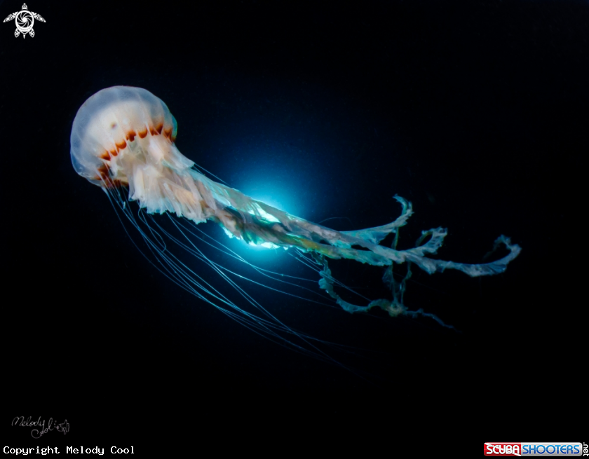 A jellyfish 