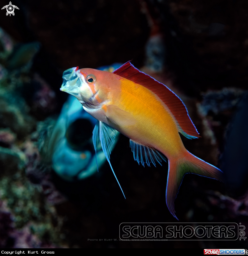 A Anthias