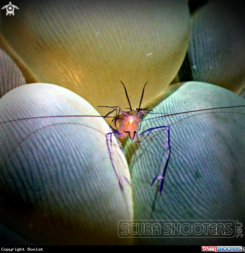 A Coral bubble shrimp