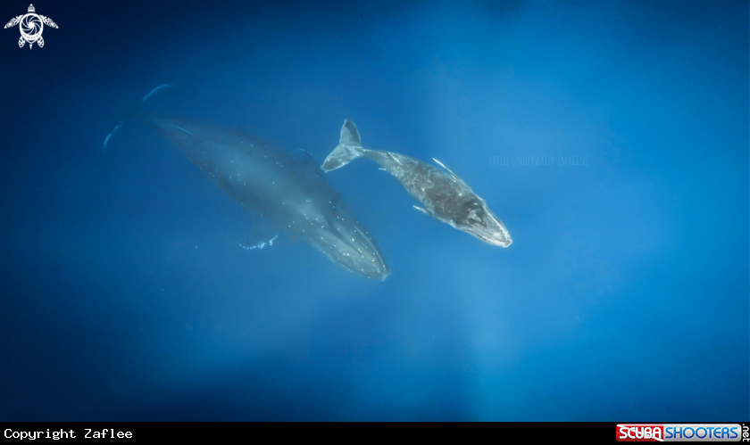 A Humpback Whale 