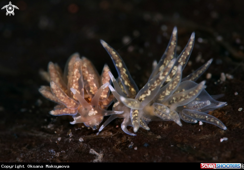 A Nudibranchs Favorinus sp.