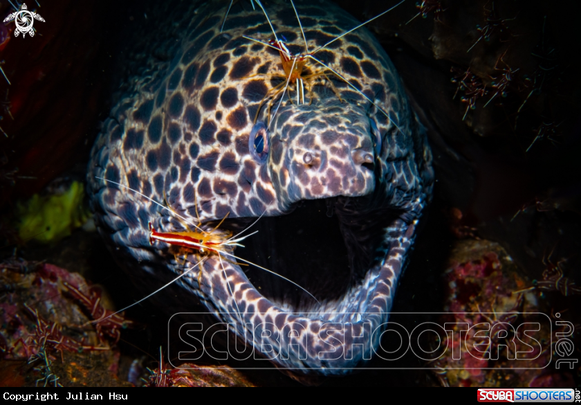 A Laced moray