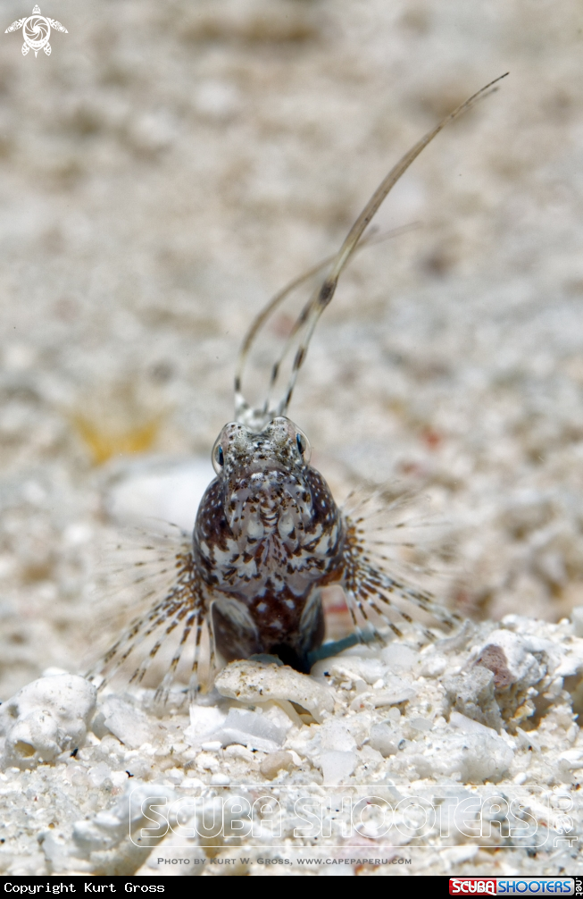 A Shrimp-Gobi