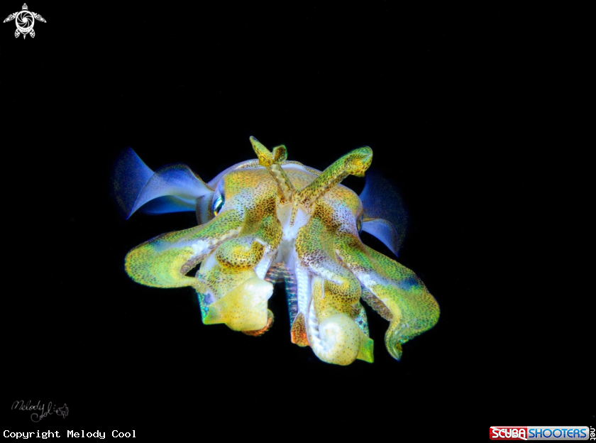 A Squid