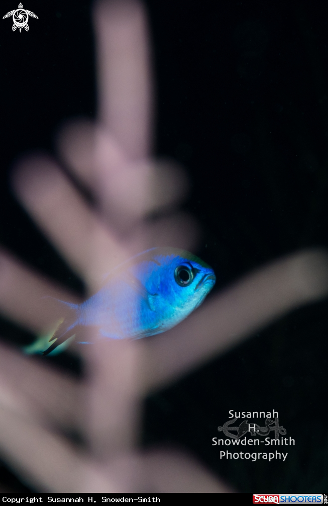 A Hiding Blue Chromis