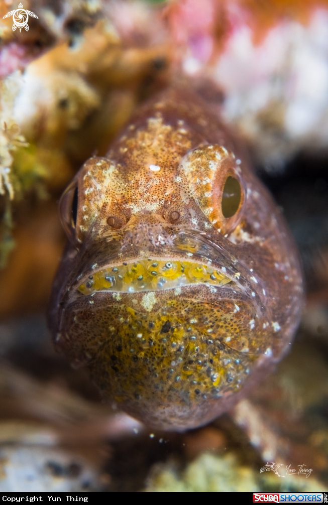 A Fish