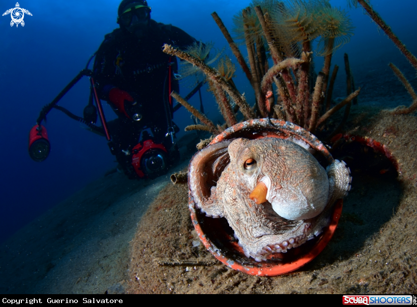 A Octopus vulgaris