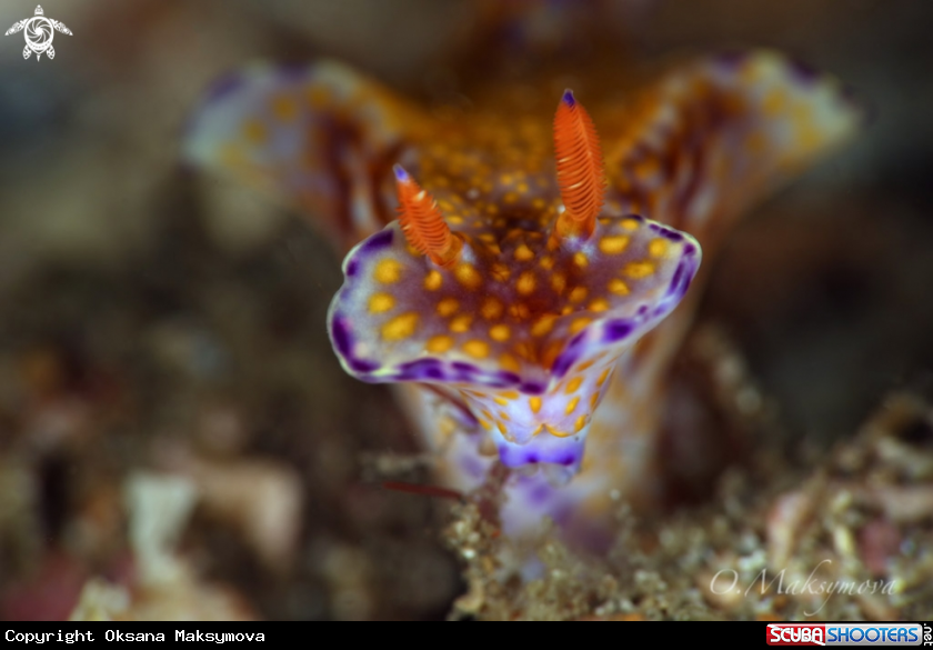 A Nudibanch Ceratosoma gracillimum