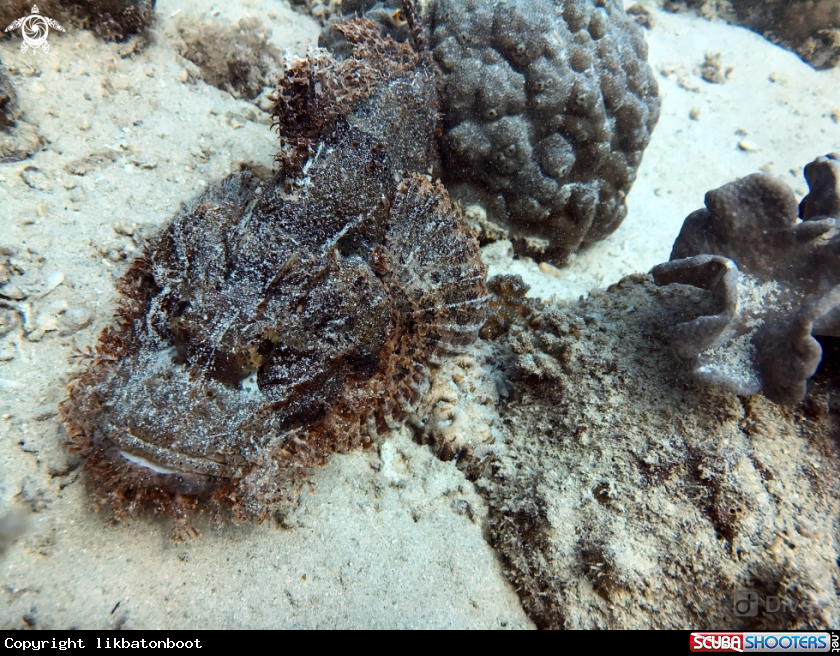 A scorpion fish