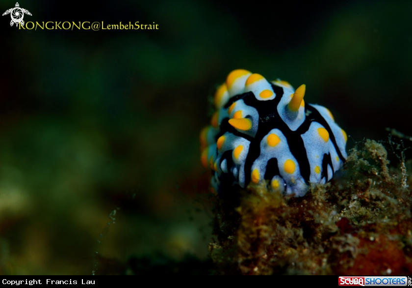 A Nudibranch