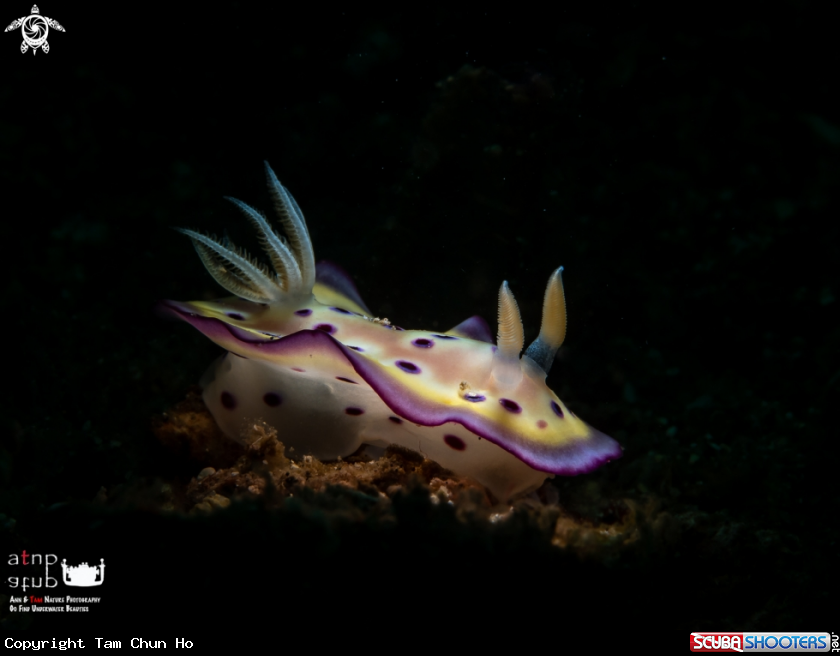 A Sea Slug / Nudibranch