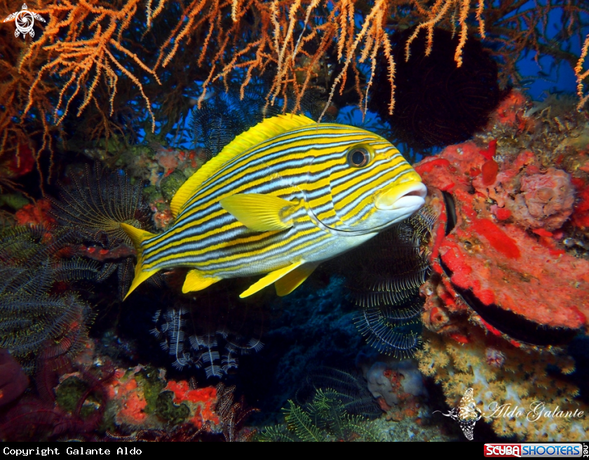 A Ribboned Sweetlips 