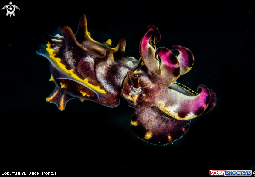 A Flamboyant cuttlefish