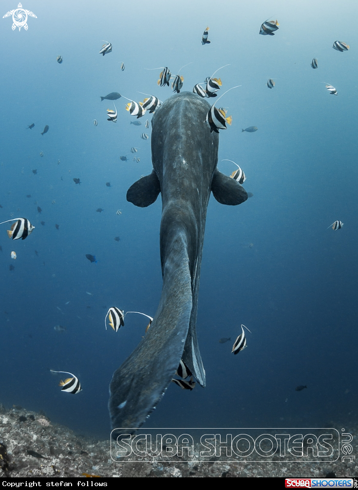 A Bump-Head Sunfish
