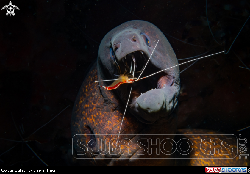 A Moray