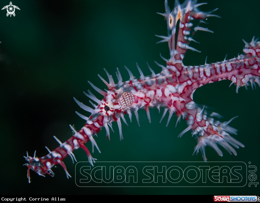 A Ornate ghost pipefish