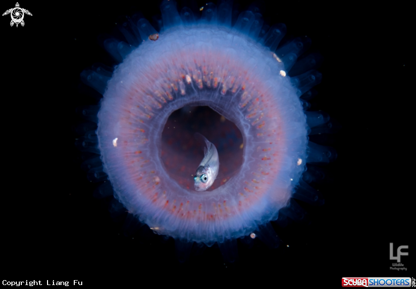 A Small jackfish? inside the pyrosome.