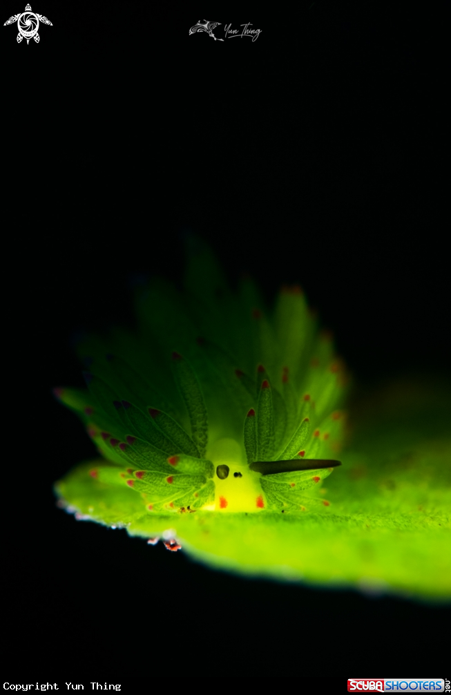 A Nudibranch