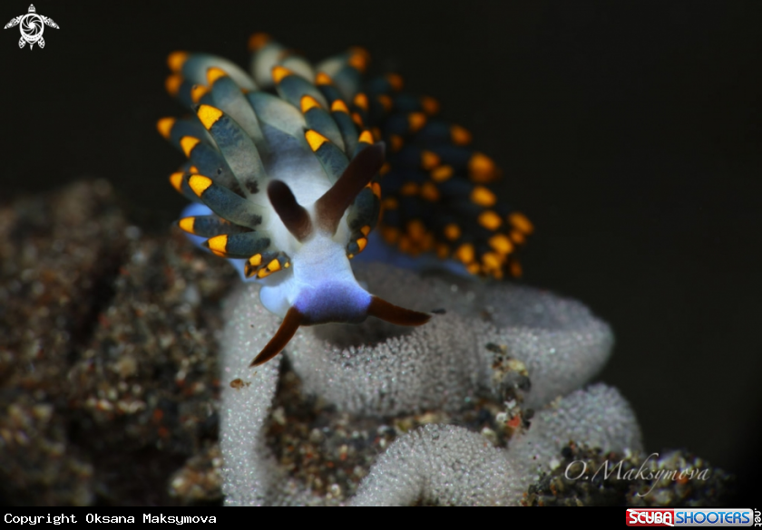 A Nudibranch Trinchesia sp.