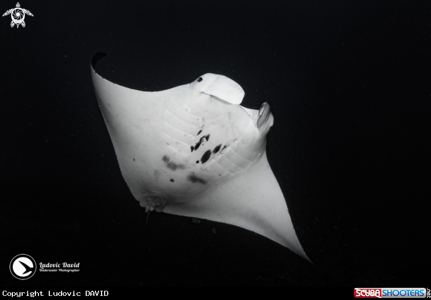 A Reef Manta