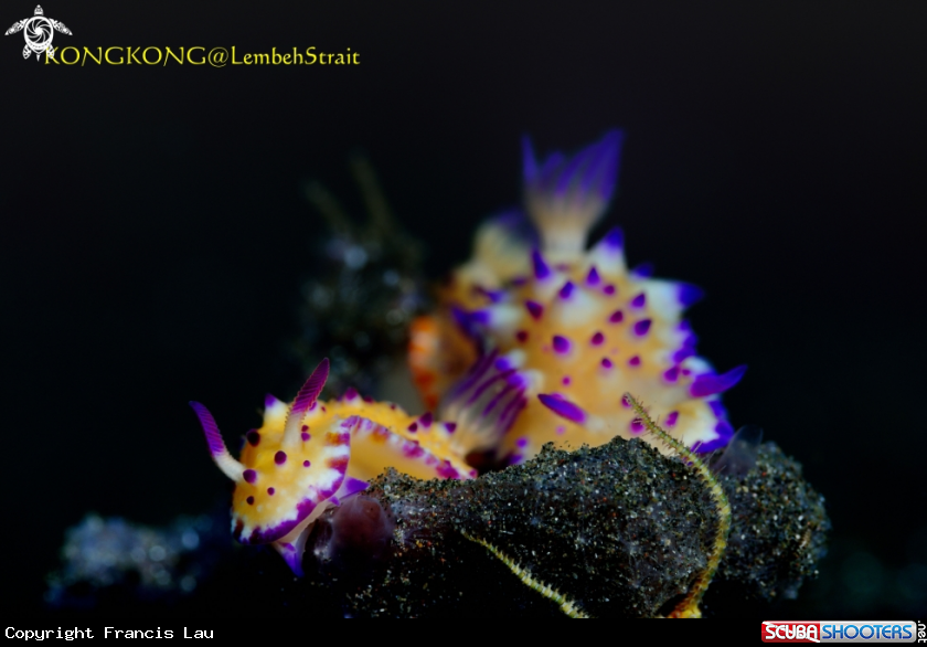 A Nudibranches
